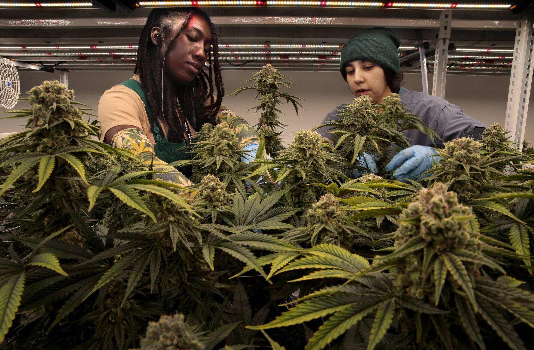 Booming Missouri cannabis industry looks to soar higher with amendment passage